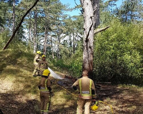 Holkham tree management