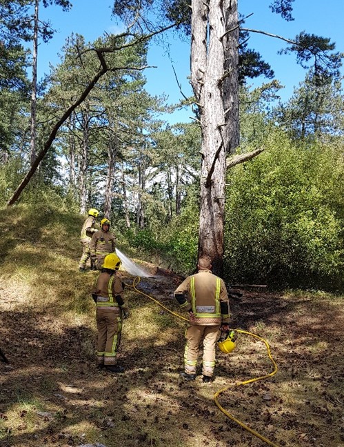 Holkham tree management