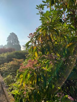 Jungle at Riverhill Garden