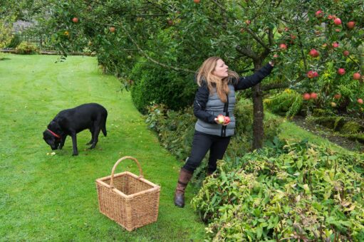 Leighton Hall orchard apple picking