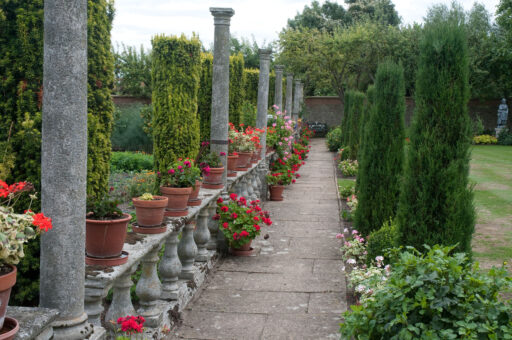 Netherhall Manor geraniums