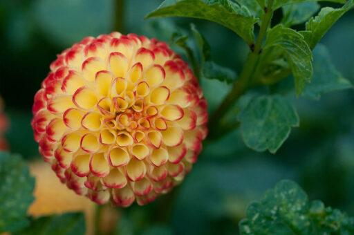 Netherhall Pom Pom Dahlia