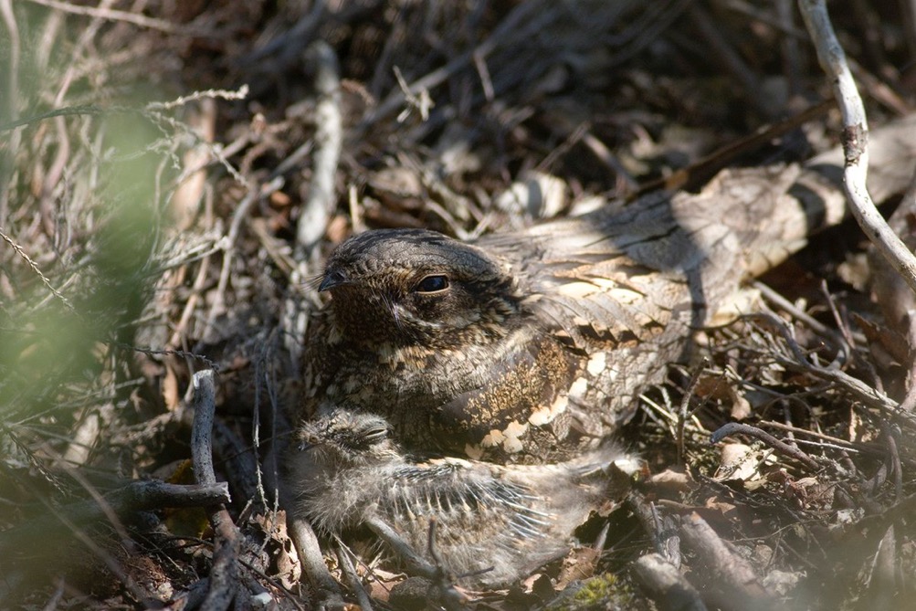 Nightjar and chick