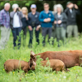 Safari at Knepp