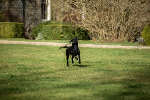 Dog at Cheeseburn