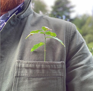 Seedling in pocket Packington