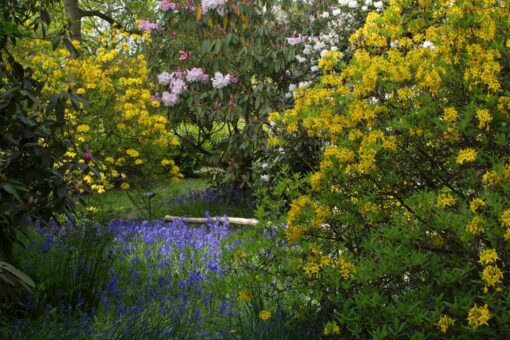 Small Azaleas at Riverhill Garden