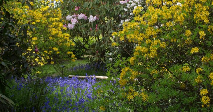 Small Azaleas at Riverhill Garden