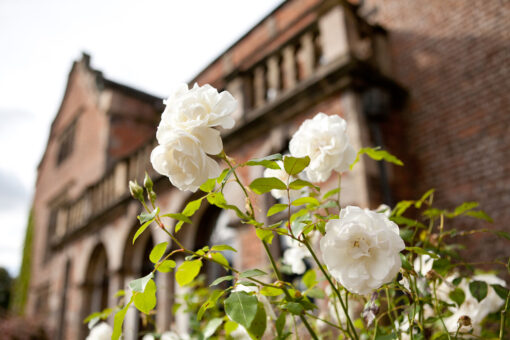 Thrumpton Hall flower