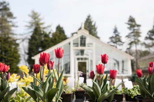 Tulips and glasshouse at Miserden Gardens