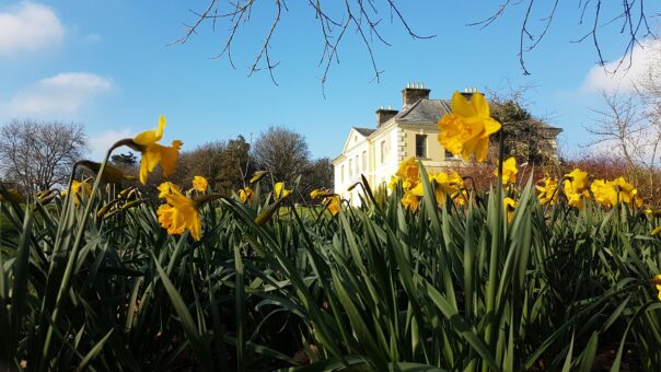 daffodils and Kelly House