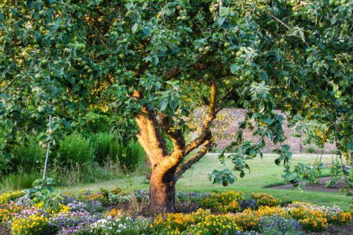 Fulham Palace garden, credit Matthew Bruce