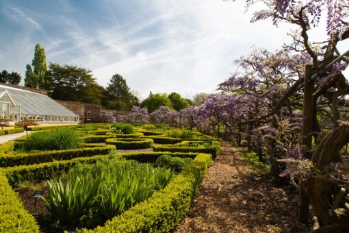 Fulham Palace knot garden, credit Matthew Bruce (1)