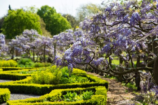 Fulham Palace knot garden, credit Matthew Bruce