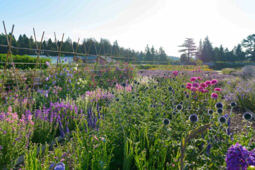 Gordon Castle Walled Garden flower row