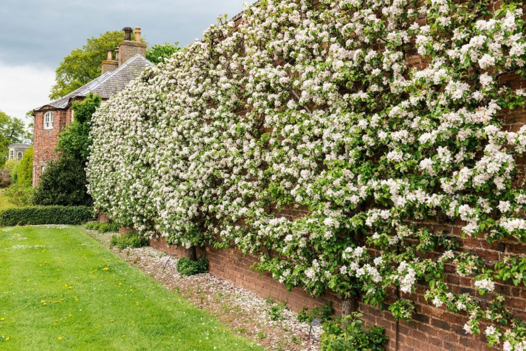 Gordon Castle Walled Garden fruit row