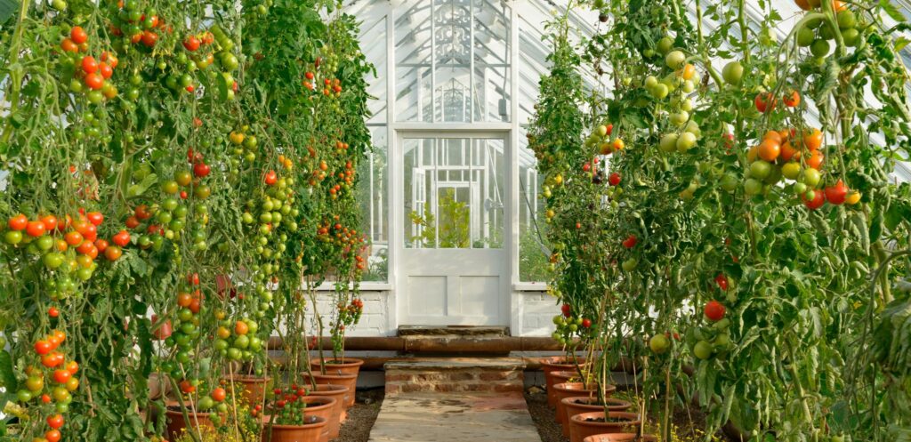 Gordon Castle Walled Garden greenhouse