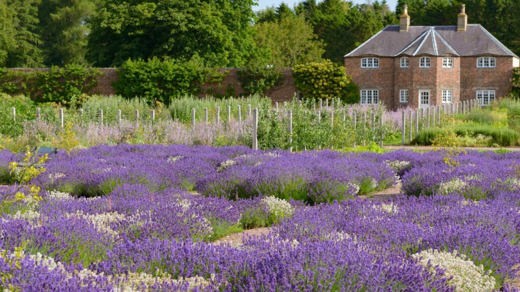 Gordon Castle Walled Garden herb last