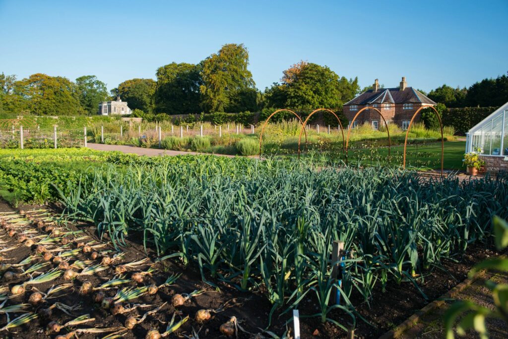 Gordon Castle Walled Garden vegetable crop