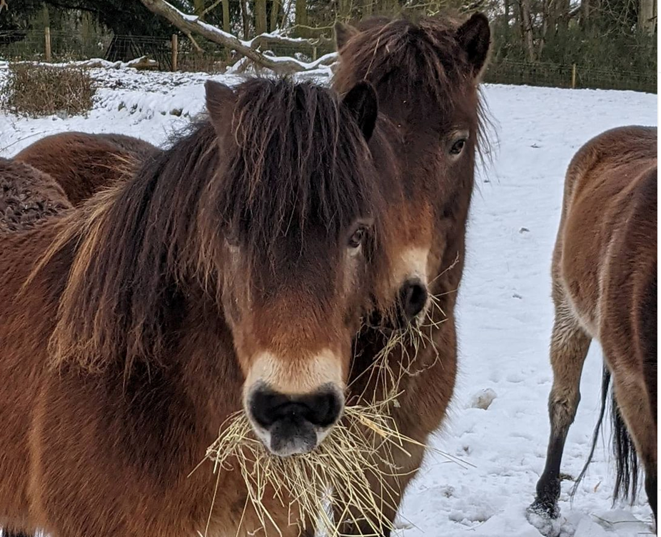 Hardy Exmoor ponies in the snow at Somerleyton Estate