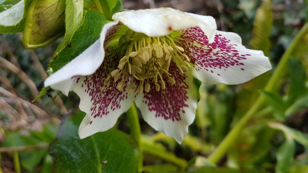 hellebore at Kelly House