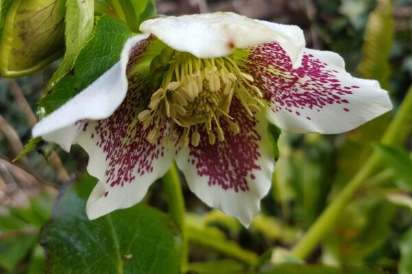 hellebore at Kelly House