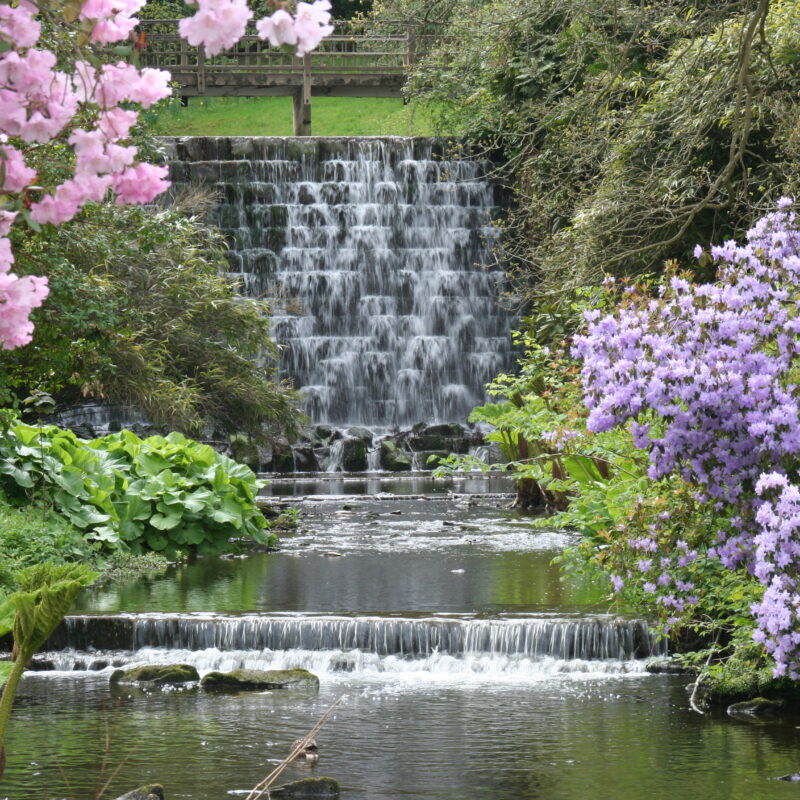 Himalayan Garden cascade credit Trevor Nicholson and Harewood House Trust