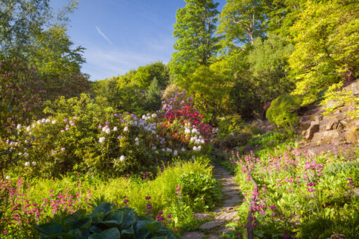 Himalayan Garden, Harewood House,Yorkshire, UK. Early Summer, June 2015.