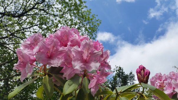 Rhododendron at Kelly House