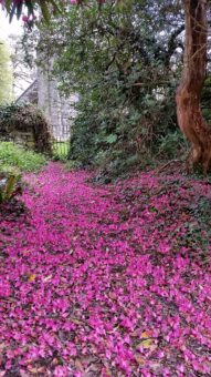 Rhododendron path at Kelly house