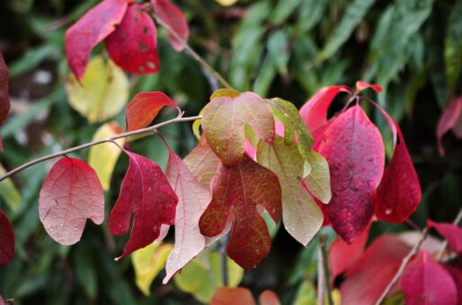 Sassafras Albidum, Credit Kathleen McCulloch