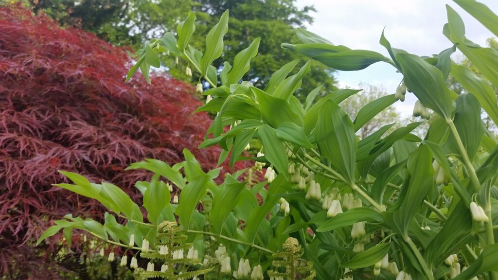 solomon's Seal at Kelly House