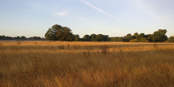 Somerleyton’s parkland, gradually returning to nature