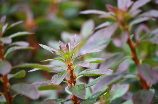 Swamp rhododendron, Rhododendron viscosum, credit Kathleen McCulloch