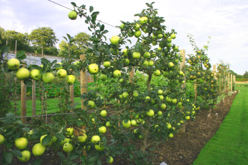 Walled Garden credit Harewood House Trust (5)