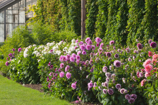 Walled Garden. Harewood House,Yorkshire, UK. Early Autumn, September 2015.