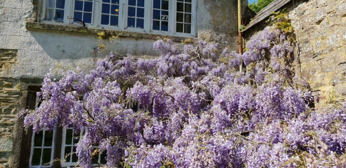 Wisteria at Kelly House