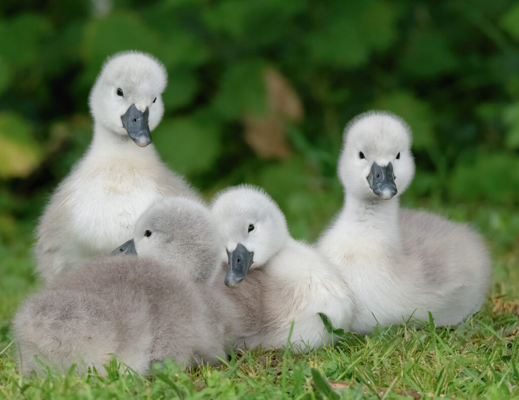 CCredit Tom Chettoe - @chetog swan cygnets 2021 The Bishop's Palace