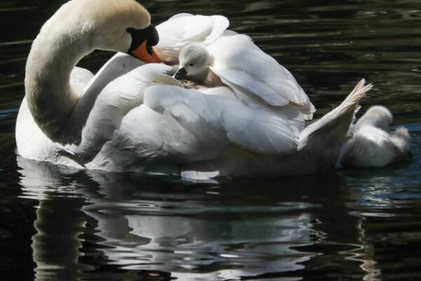 credit Jason Bryant Cygnet taking a ride