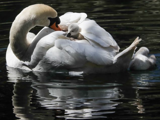 credit Jason Bryant Cygnet taking a ride