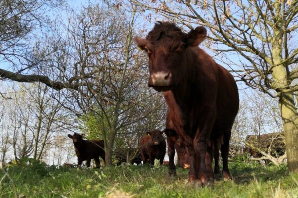 Doddington Hall Lincoln Red cattle