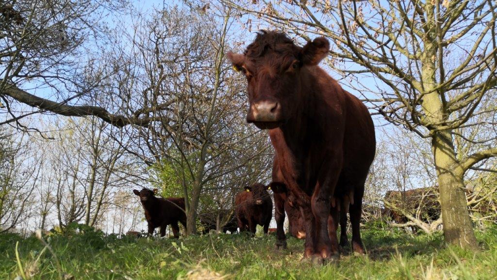 Doddington Hall Lincoln Red cattle