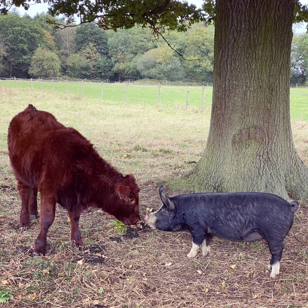 Doddington Lincoln Red calf and Berkshire pig