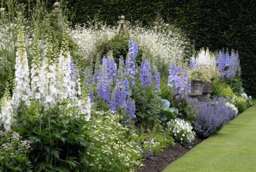 The lavender border at Levens Hall