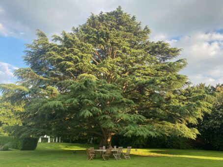 The Old Rectory Cedar of Lebanon tree
