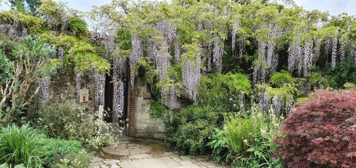 Parham House wisteria