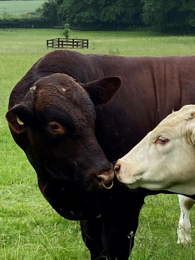 Deene Park Poseidon the Bull