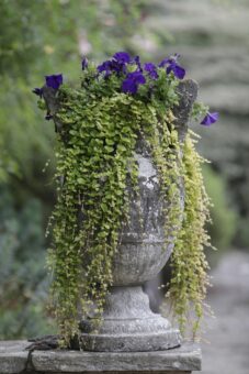 Elton Hall. Historic Houses - Garden of the Year Award.