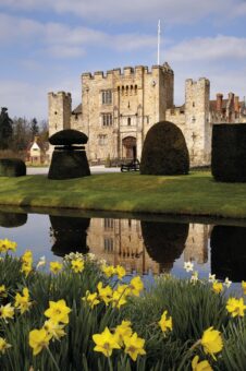 Hever Castle 2022 Daffodils in Kent