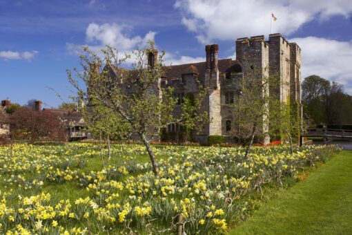 Hever Castle 2022 Daffodils in Kent